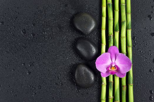 Spa concept with black basalt massage stones, pink orchid flower and a few stems of Lucky bamboo covered with water drops on a black background; with space for text