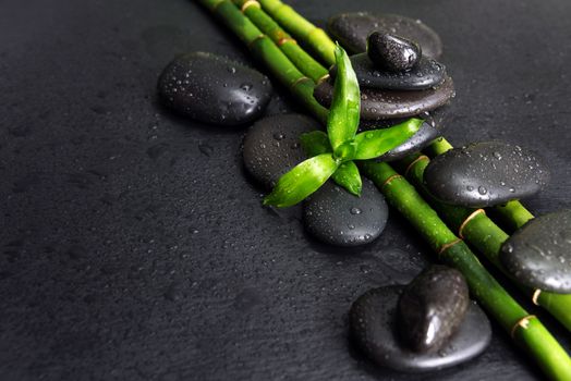 Spa concept with black basalt massage stones and green bamboo shoots covered with water drops on a black background
