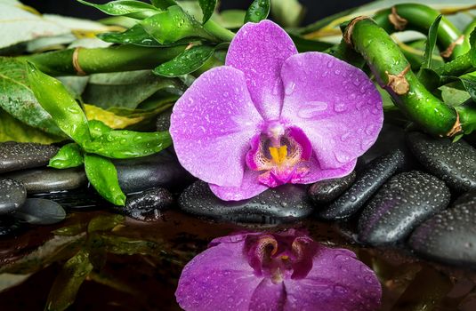 Spa concept with black basalt massage stones, pink orchid flower and lush green foliage covered with water drops reflected in water