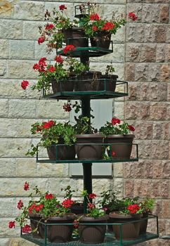 Flowerpots with blooming plants on metal shelf