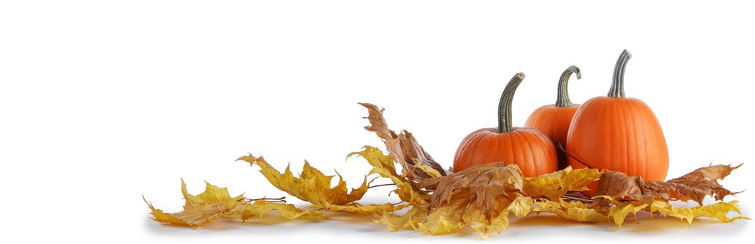 Pumpkins and fall yellow maple leaves isolated on white background