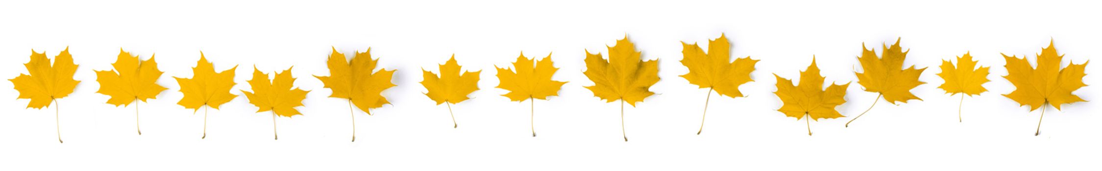 Set of yellow autumn maple leaves isolated over white background