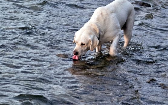 dog white Labrador drinks water from the lake, the southern Urals, Uvildy