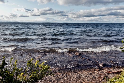 young trees on the lake shore in windy weather, South Ural, Uvildy