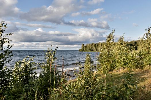 young trees on the lake shore in windy weather, South Ural, Uvildy