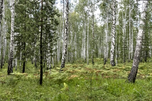 birch and pine forest in summer in Sunny weather, southern Urals