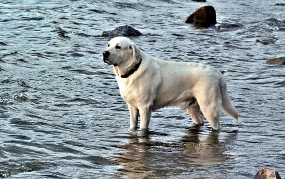 dog white Labrador standing in the water, the southern Urals, Uvildy