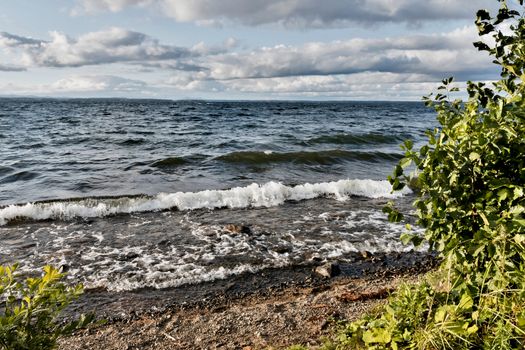 young trees on the lake shore in windy weather, South Ural, Uvildy