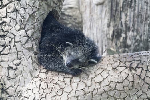 Binturong sleeping on a tree branch in a zoo
