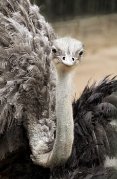 Close-up of an shaggy ostrich looking at camera