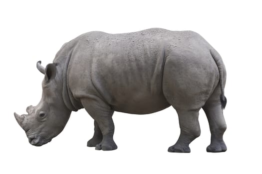 Rhinoceros in profile isolated over white background