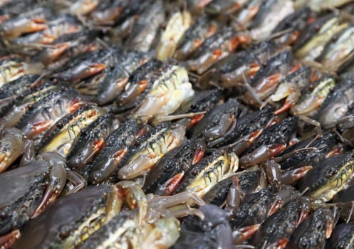 Many fresh crabs in a Vietnamese market