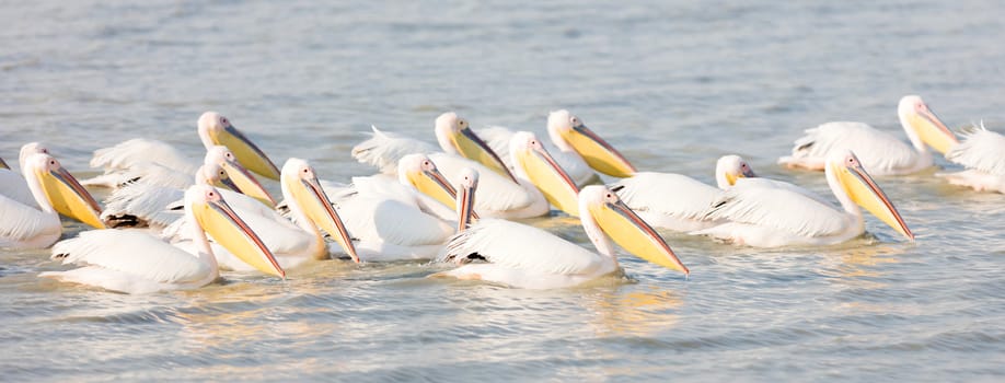 Pink pelicans (Pelecanus rufescens) in the Makgadikgadi, Botswana