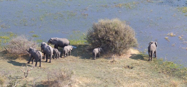 Elephants in the Okavango delta (Botswana), aerial shot