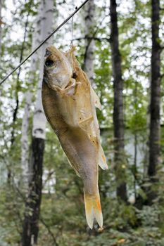 salted fish drying on the line outdoors, close-up