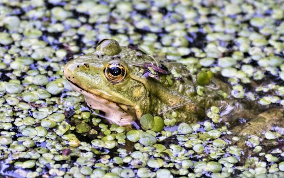 green frog covered with duckweed sitting in the water