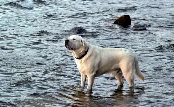 dog white Labrador standing in the water and squinting from the sun, the southern Urals, Uvildy