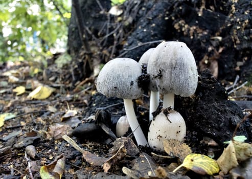 several young mushrooms grow near the roots of the tree