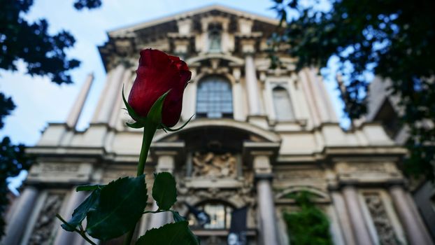 Beautiful rose blooming behind ancient building in Romanesque style in Milan