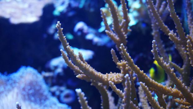Underwater world of Sea, seaweed and corals - marine