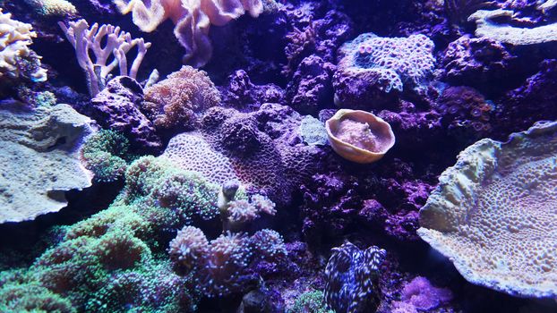 Underwater world of Sea, seaweed and corals - marine