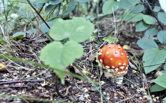 red mushroom with the Latin name Amanita muscaria grew up in the forest under a tree