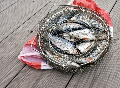 caught fresh-water fresh fish in a metal cage