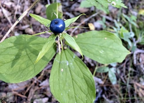 crow's eye, a poisonous plant with the Latin name Paris quadrifolia