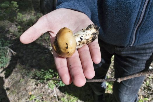 mushroom with the Latin name Russula foetens lies on the palm of a man