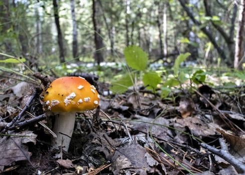 red mushroom with the Latin name Amanita muscaria grew up in the forest under a tree