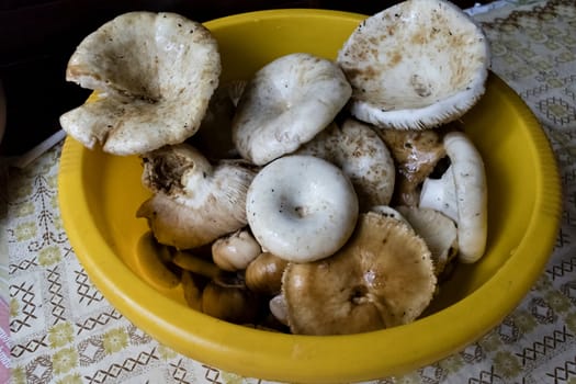 washed forest mushrooms in a plate prepared for salting