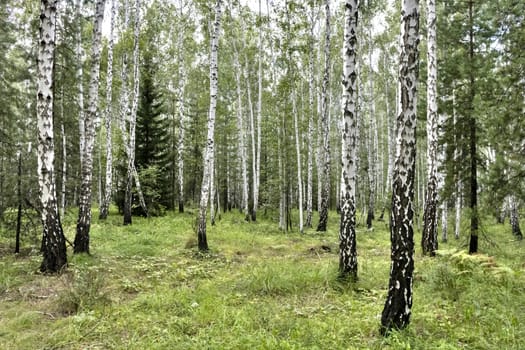 birch and pine forest in summer in Sunny weather, southern Urals