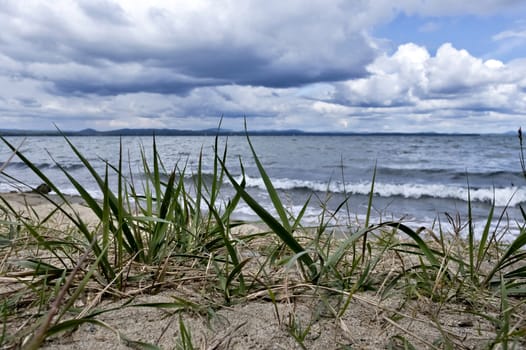 grass growing on the shore of the lake on the background of blurred natural landscape