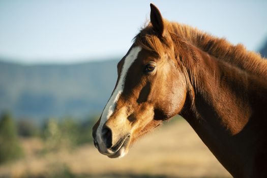 Australian horse in the paddock during the day