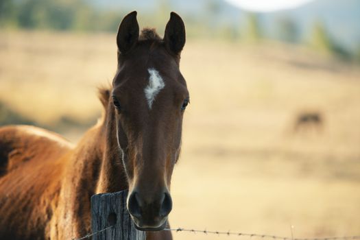 Australian horse in the paddock during the day