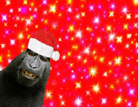 Hilarious and funny Chimpanzee monkey smiling and wearing a santa claus bonnet isolated on a beautiful red christmas background with colorful stars