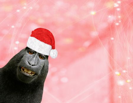 Christmas background a funny chimpanzee monkey wearing a santa claus bonnet isolated on a light red pinkish background with glitters and stars