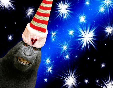 funny smiling chimpanzee monkey wearing a elf hat isolated on black and blue christmas background with shiny stars