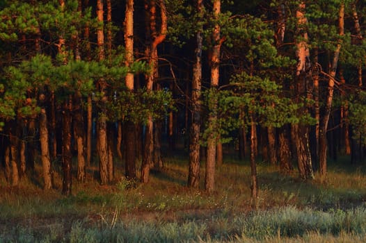 High coniferous trees, pine, under a soft sunlight. Grow in the woods, densely