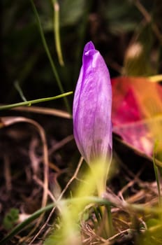 Colorful close-up macro of autumn flowers and grass