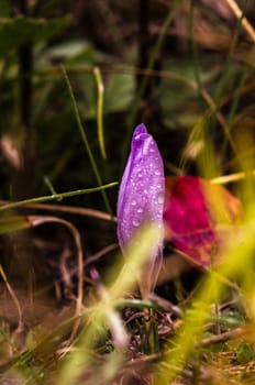 Colorful close-up macro of autumn flowers and grass