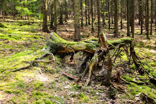 The spruce forest stump with grass on ground