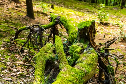 The primeval forest with mossed stump