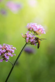 The background image of the colorful flowers, background nature