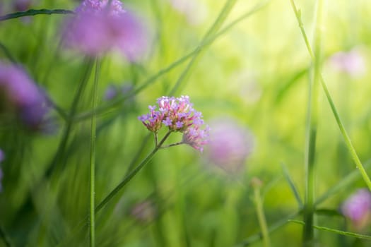 The background image of the colorful flowers, background nature