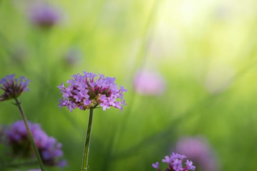 The background image of the colorful flowers, background nature