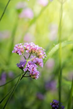 The background image of the colorful flowers, background nature