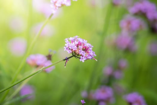 The background image of the colorful flowers, background nature