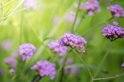 The background image of the colorful flowers, background nature