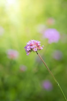 The background image of the colorful flowers, background nature